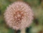 Taraxacum officinale